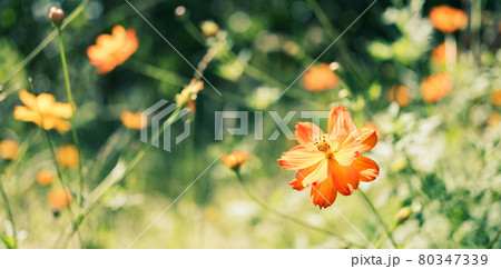 【秋】オレンジ色のコスモスの花　パノラマ 80347339
