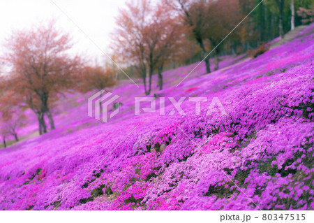 季節に咲き誇る花畑 80347515