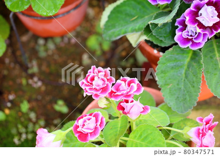 グロキシニアの花 80347571