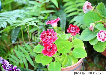 グロキシニアの花 80347573