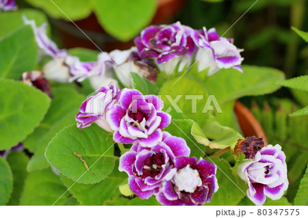 グロキシニアの花 80347575