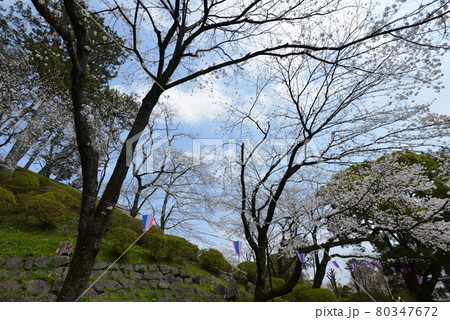 小田原城 80347672