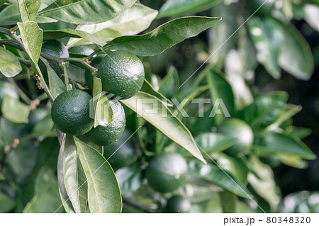 夏のミカン畑　青みかん 80348320