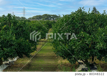 夏のミカン畑　青みかん 80348322