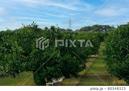 夏のミカン畑　青みかん 80348323