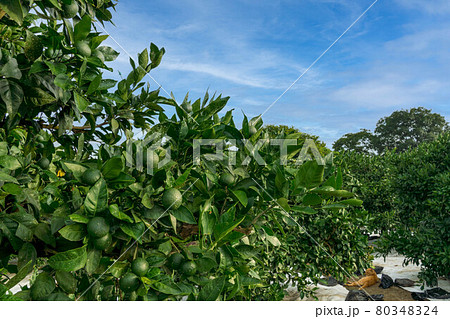 夏のミカン畑　青みかん 80348324