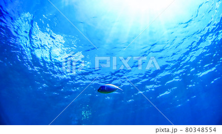 沖縄　阿嘉島のニシハマビーチ　水中写真 80348554