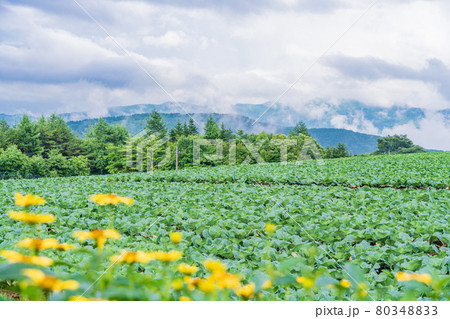 群馬県 嬬恋村のキャベツ畑の写真素材 8034