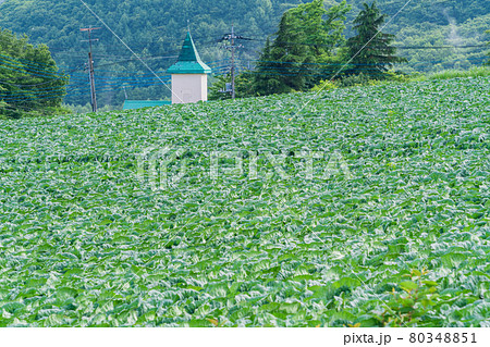 （群馬県）嬬恋村のキャベツ畑 80348851