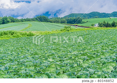 （群馬県）嬬恋村のキャベツ畑 80348852