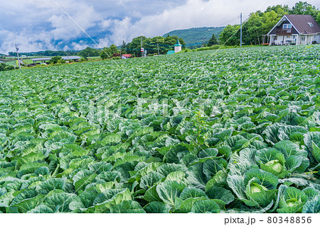 （群馬県）嬬恋村のキャベツ畑 80348856