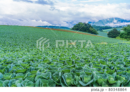 群馬県 嬬恋村のキャベツ畑の写真素材