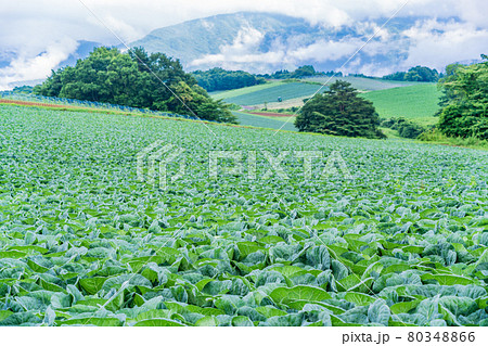 （群馬県）嬬恋村のキャベツ畑 80348866