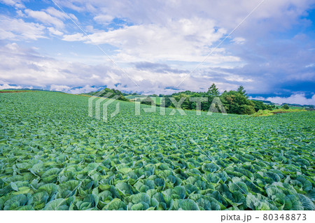 (群馬県)嬬恋村のキャベツ畑 (群馬県)嬬恋村のキャベツ畑 80348873