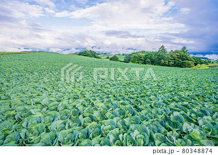 （群馬県）嬬恋村のキャベツ畑 80348874