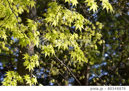 箱根 箱根 80348876