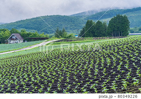 （群馬県）嬬恋村のキャベツ畑　苗 80349226