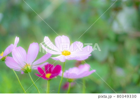 ピンク色の花 80349330