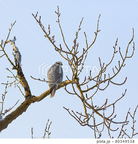 Gyrfalcon (Falco rusticolus) 80349538