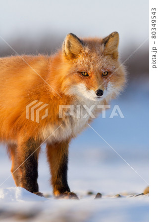 Red fox (Vulpes vulpes) 80349543