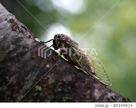 夕食？（桜の幹にとまって樹液を吸うクマゼミのクローズアップ） 80349814
