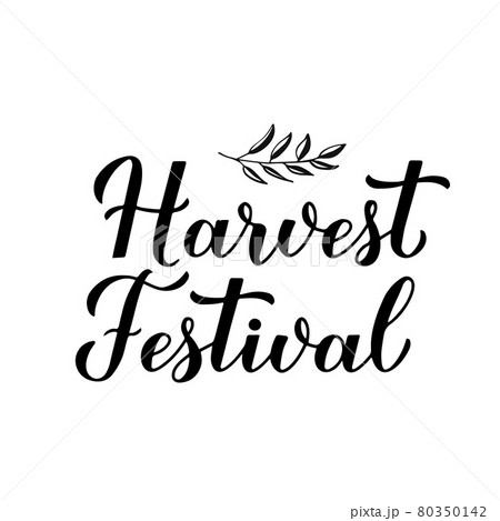 Harvest Festival calligraphy lettering isolated on white. Vector template for banner, typography poster, flyer, postcard, sticker, logo design, etc 80350142