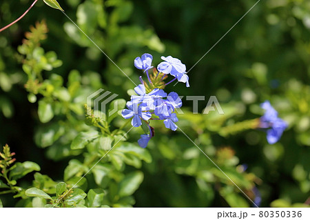 ルリマツリの花 80350336