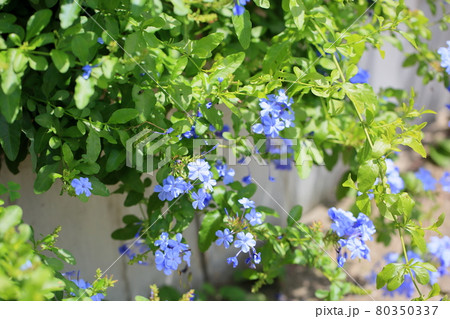 ルリマツリの花 80350337