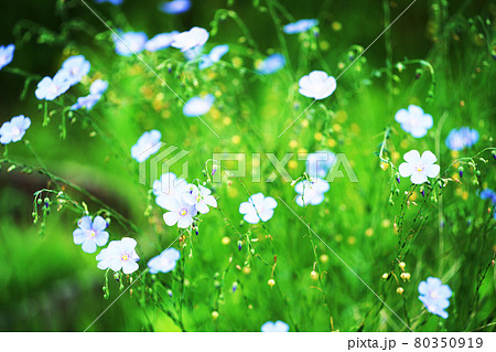 ハーブ　”アマ” 80350919