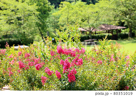 イッサイサルスベリの花 イッサイサルスベリの花 80351019