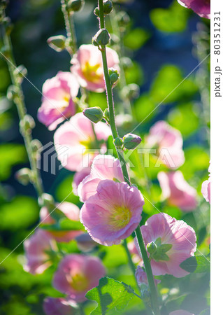 Bright crimson mallow flowers on a blurred background. Bright crimson mallow flowers on a blurred background. 80351231