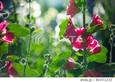 Bright crimson mallow flowers on a blurred background. Bright crimson mallow flowers on a blurred background. 80351232