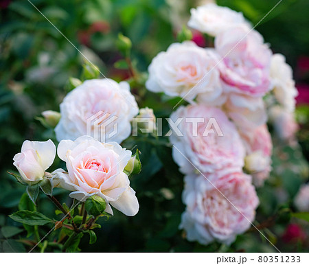 Blooming white rose in spring garden Blooming white rose in spring garden 80351233