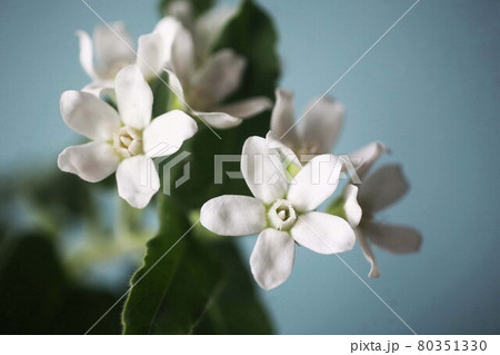 白いオキシペタラムの花 白いオキシペタラムの花 80351330