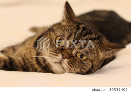 音に驚いて顔をあげる寝起きの鼻ぺちゃ猫アメリカンショートヘアブラウンタビー 80351405