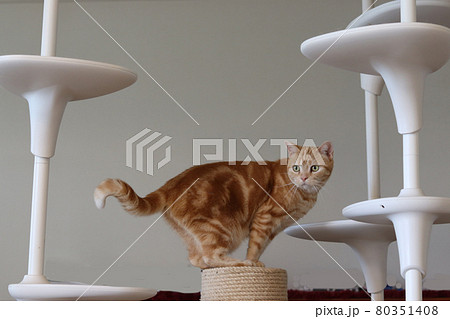 キャットタワー上に君臨する猫アメリカンショートヘアレッドタビー 80351408