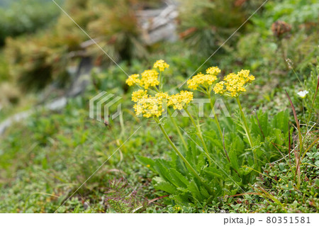 日高山脈戸蔦別岳のチシマキンレイカ 80351581