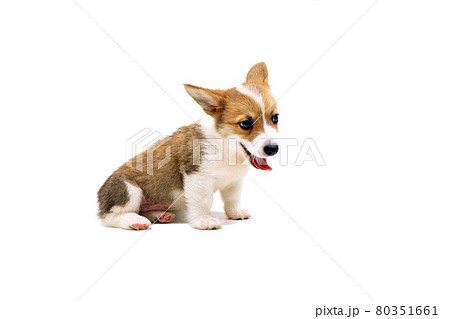 すわる子犬 ウェルシュコーギーペンブローク 白バックの写真素材
