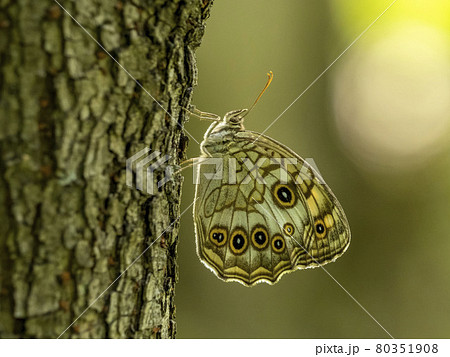 木にとまるキマダラモドキ 80351908