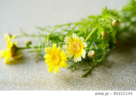 床に置いた春菊の花 床に置いた春菊の花 80352144