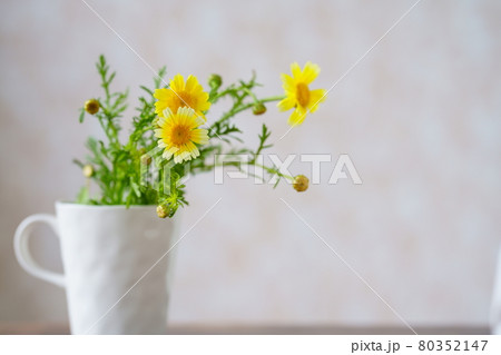 カップに活けた春菊の花 カップに活けた春菊の花 80352147