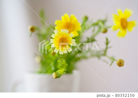 カップに活けた春菊の花 80352150