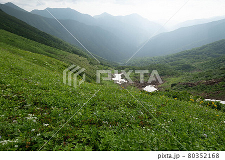 日高山脈戸蔦カール源頭のお花畑 80352168