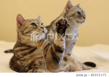 ハイ。手を上げる猫アメリカンショートヘアシルバーパッチドタビー 80352175