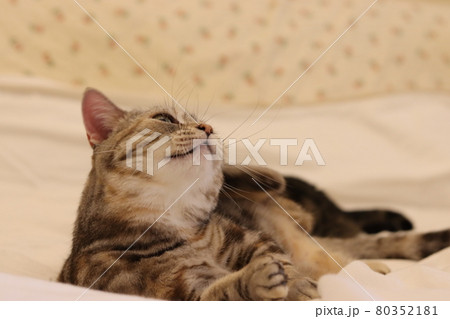 頭をかく猫アメリカンショートヘアシルバーパッチドタビー 80352181