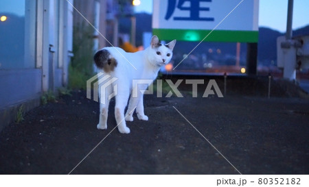 早朝の国道沿いの猫散歩 80352182