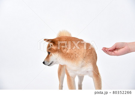 飼い主からおやつ、ご飯をもらうが食べない柴犬 飼い主からおやつ、ご飯をもらうが食べない柴犬 80352266