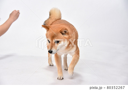 飼い主からおやつ、ご飯をもらう柴犬(豆柴) 飼い主からおやつ、ご飯をもらう柴犬(豆柴) 80352267