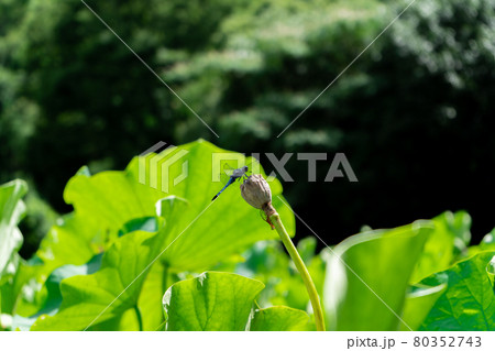 蓮池のトンボ 80352743