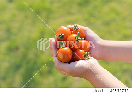 ミニトマト  子ども　収穫　手のひら 80352752